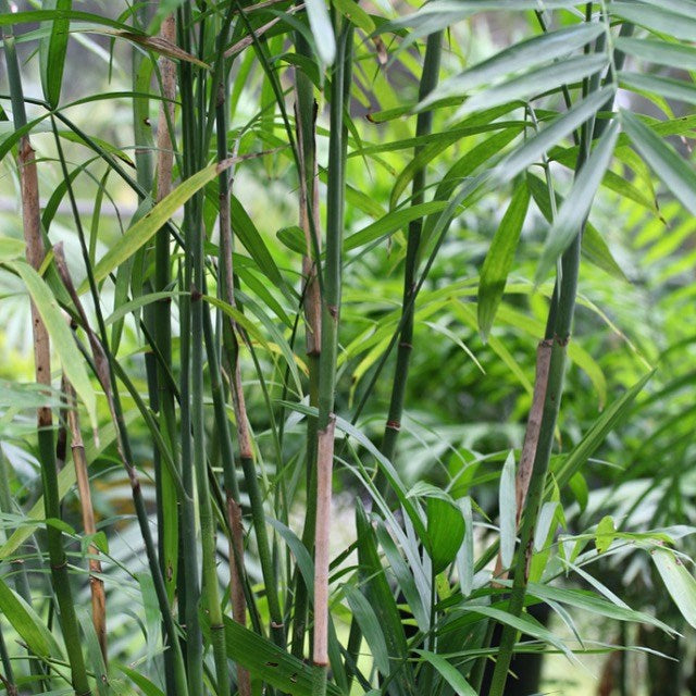 Wekiva Foliage - Bamboo Palm - Live Plant in an 10 inch Growers Pot -Chamaedorea Seifrizii - Beautiful Clean Air Indoor Outdoor Houseplant