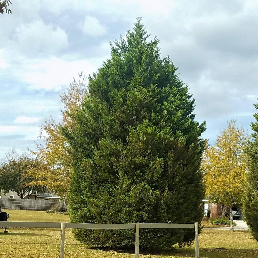 FLOWERWOOD 2.5 Qt. Leyland Cypress Live Evergreen Shrub Rich Green Foliage 12371