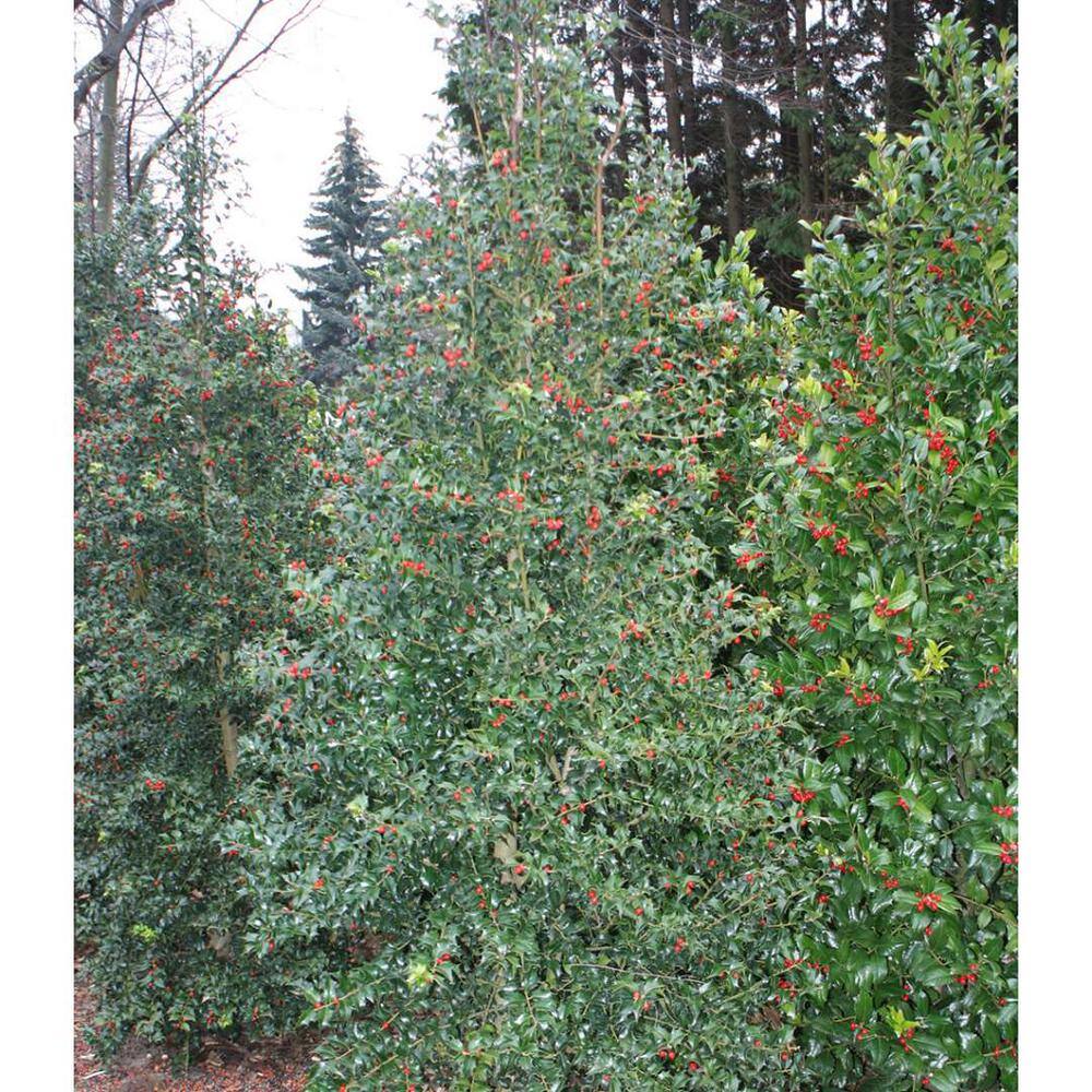 Online Orchards 1 Gal. Dragon Lady Holly Shrub With Prolific Bright Scarlet Red Berries During Winter EGHY009