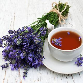 Bonnie Plants 2.32 qt. Lavender Herb Plant 5065
