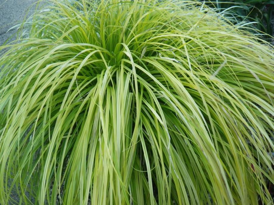 Classy Groundcovers - Everillo Sedge  {25 Pots - 3 1/2 inch Square}