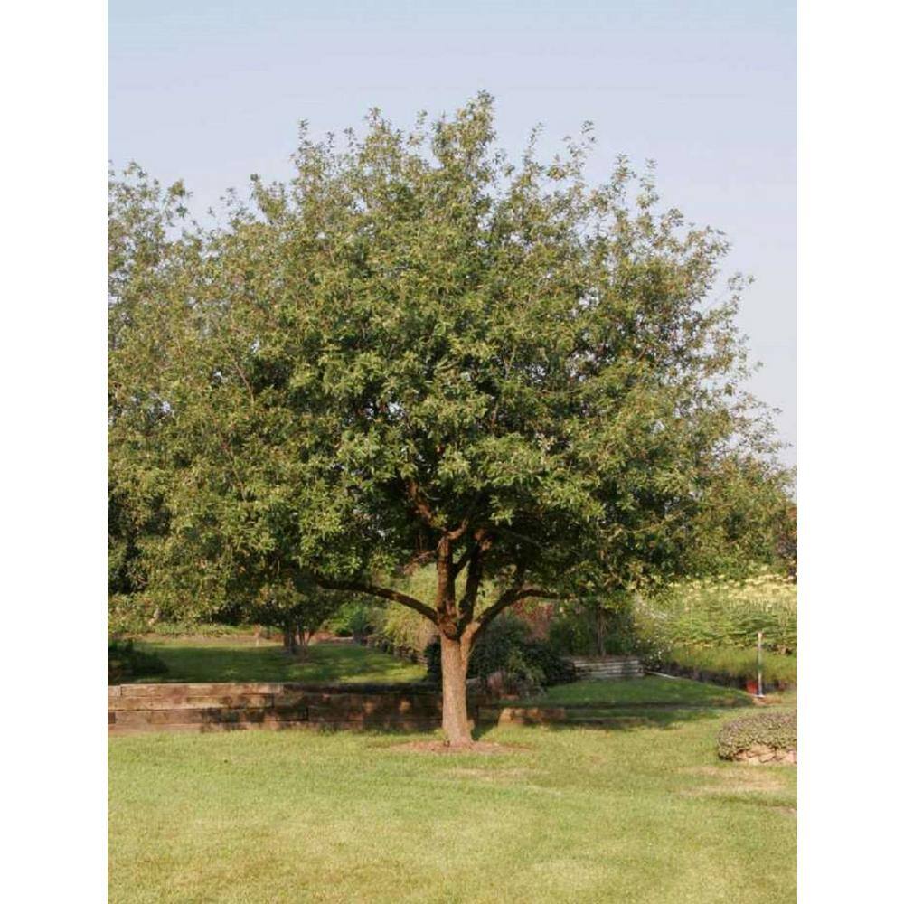 national PLANT NETWORK 2.25 Gal. Deciduous Mexican White Oak Tree HD7115