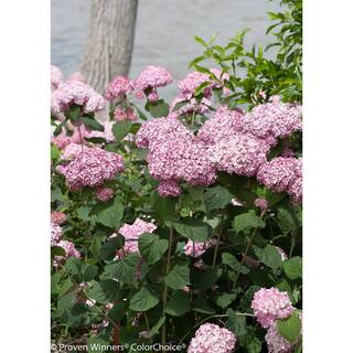 PROVEN WINNERS 1 Gal. Incrediball Blush Smooth Hydrangea (Arborescens) Live Shrub Light Pink Flowers HYDPRC1146101
