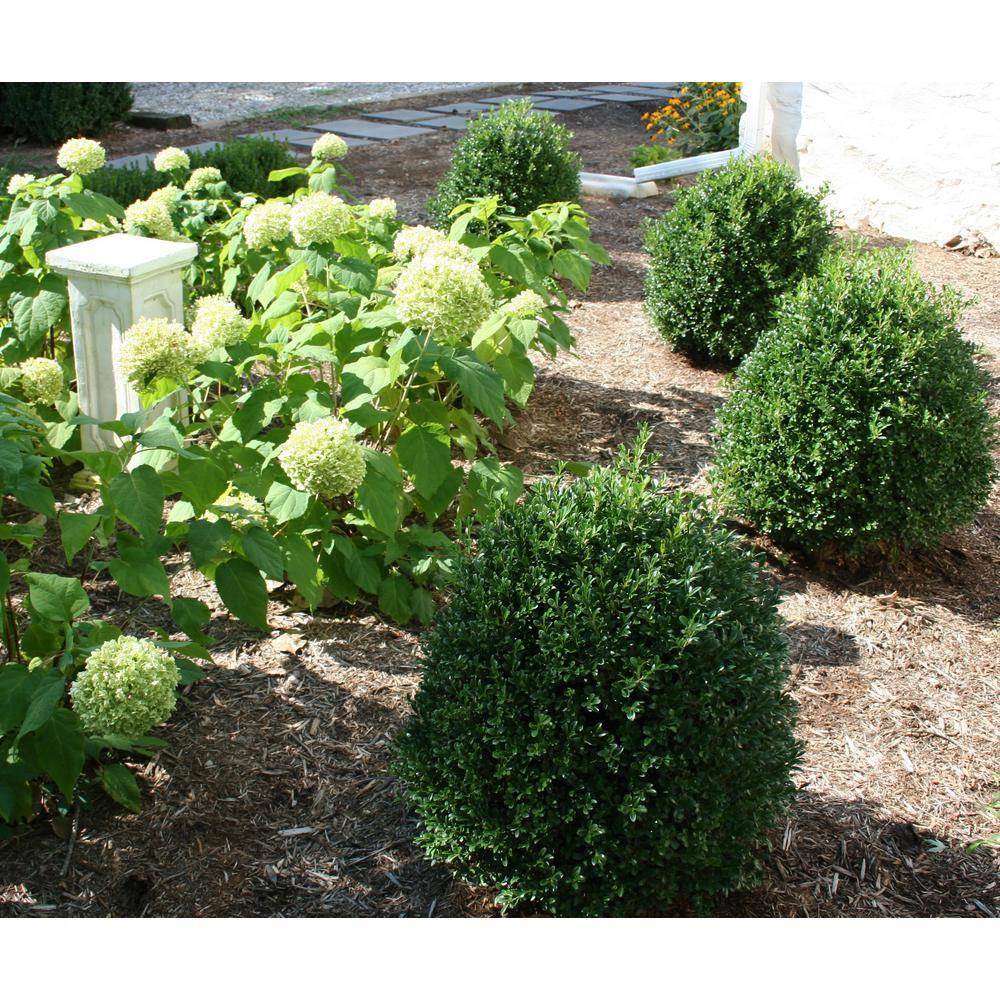 NewGen 3 Gal. Independence Boxwood (Buxus) Live Plant Easy Care Evergreen Deer Resistant Shrub with Deep Green Foliage 10435