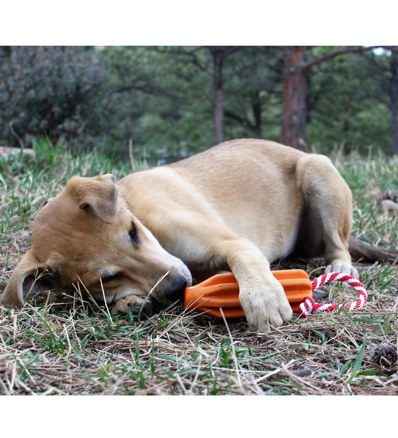 Sodapup Rocket Pop Dental and Retrieving Dog Toy