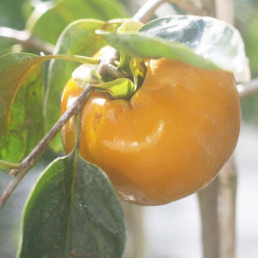 Perfect Plants 4.5 ft. Tall Jiro Persimmon Tree Self Fruitful Improved Fuyu Persimmon THD00581