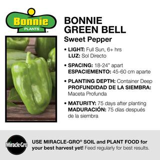 Bonnie Plants 19 oz. Sweet Green Bell Pepper Plant 2100