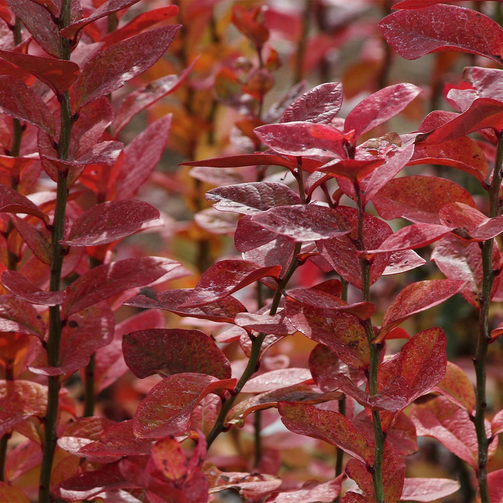 Aurora Blueberry Bush