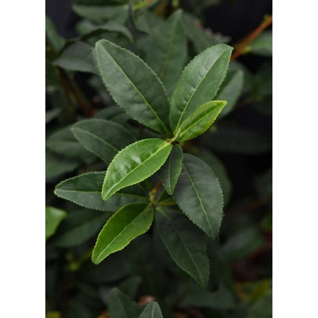 2.5qt Brew-tea-ful Plant - National Plant Network