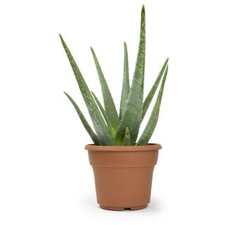 SMART PLANET 6 in. Single Aloe Vera in Panterra Clay Deco Pot 0872602