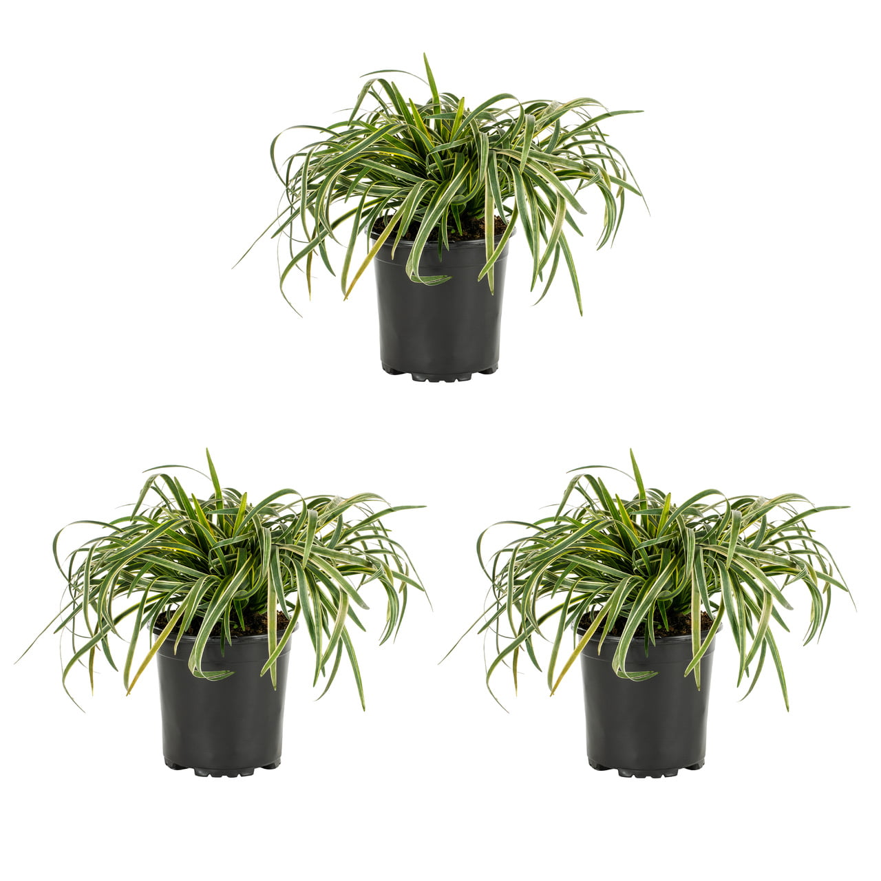 Expert Gardener 2.5QT Variegated Liriope Live Plants (3 Pack) with Grower Pots