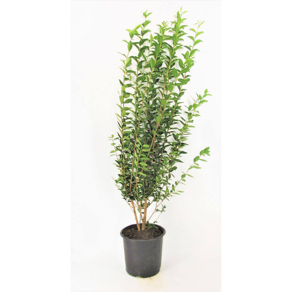 BELL NURSERY 3 Gal. California Privet (Ligustrum) Flowering Live Shrub with White Flowers LIGUS3OVA1PK