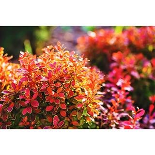 Online Orchards 1 Gal. Admiration Barberry Shrub with Bright Red Leaves Trimmed in Neon Yellow SBBB005