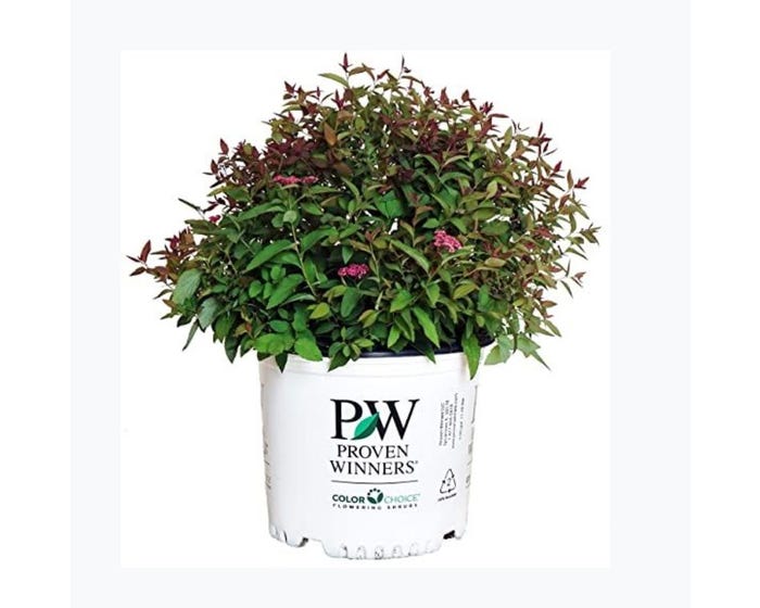 Capstone Plants Spirea Assorted Colors 2G Pot