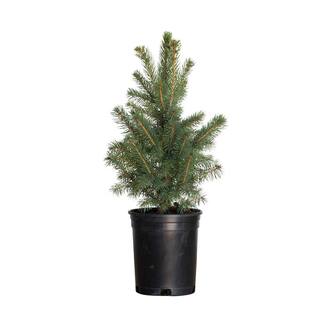 FLOWERWOOD 2.5 Qt Baby Blue Colorado Spruce Live Evergreen Tree 4722Q