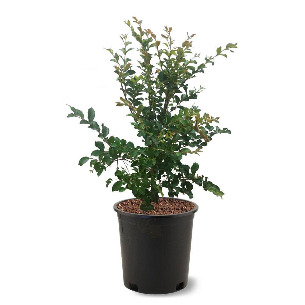 3 Gal. Tuscarora Dark Pink Crape Myrtle Tree CRMTUS03G