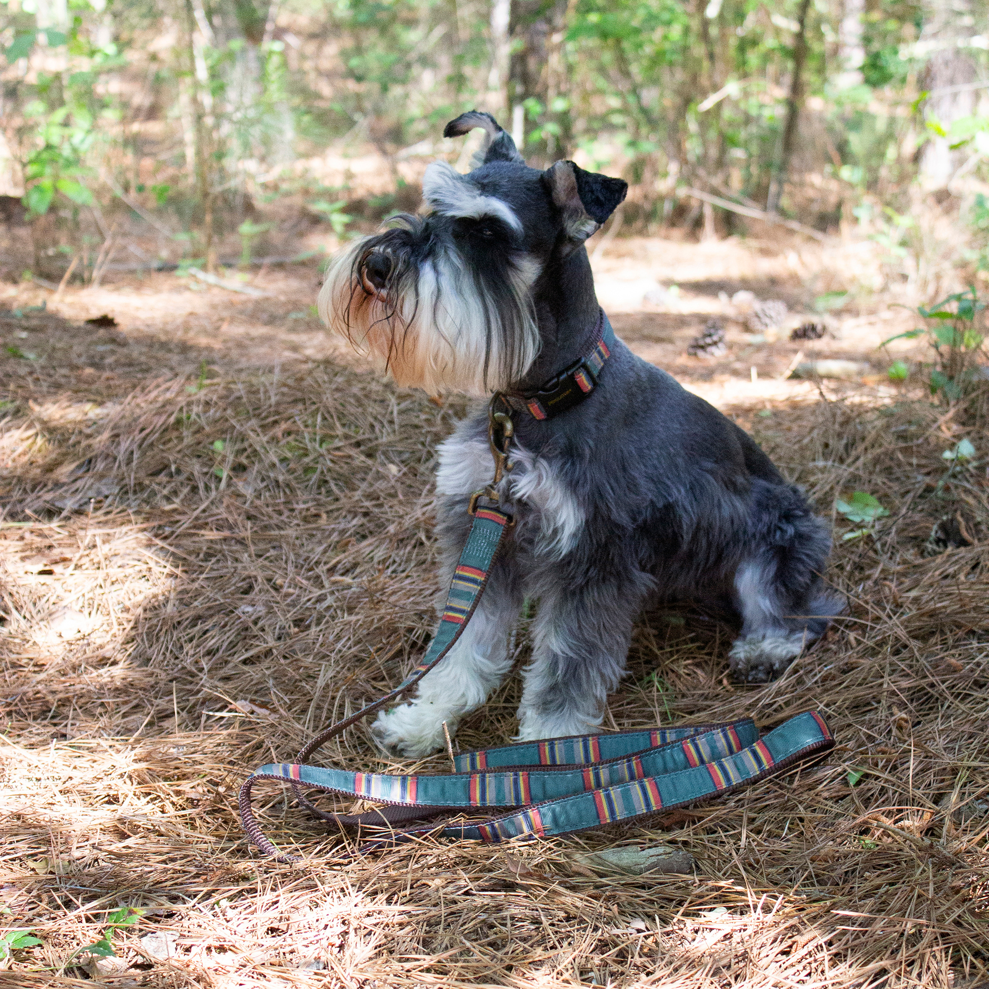 Pendleton Vintage Camp Collar | Heather Green