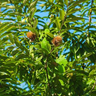 Perfect Plants 5 Gal. American Hybrid Chestnut Tree (2-Pack) THD00413