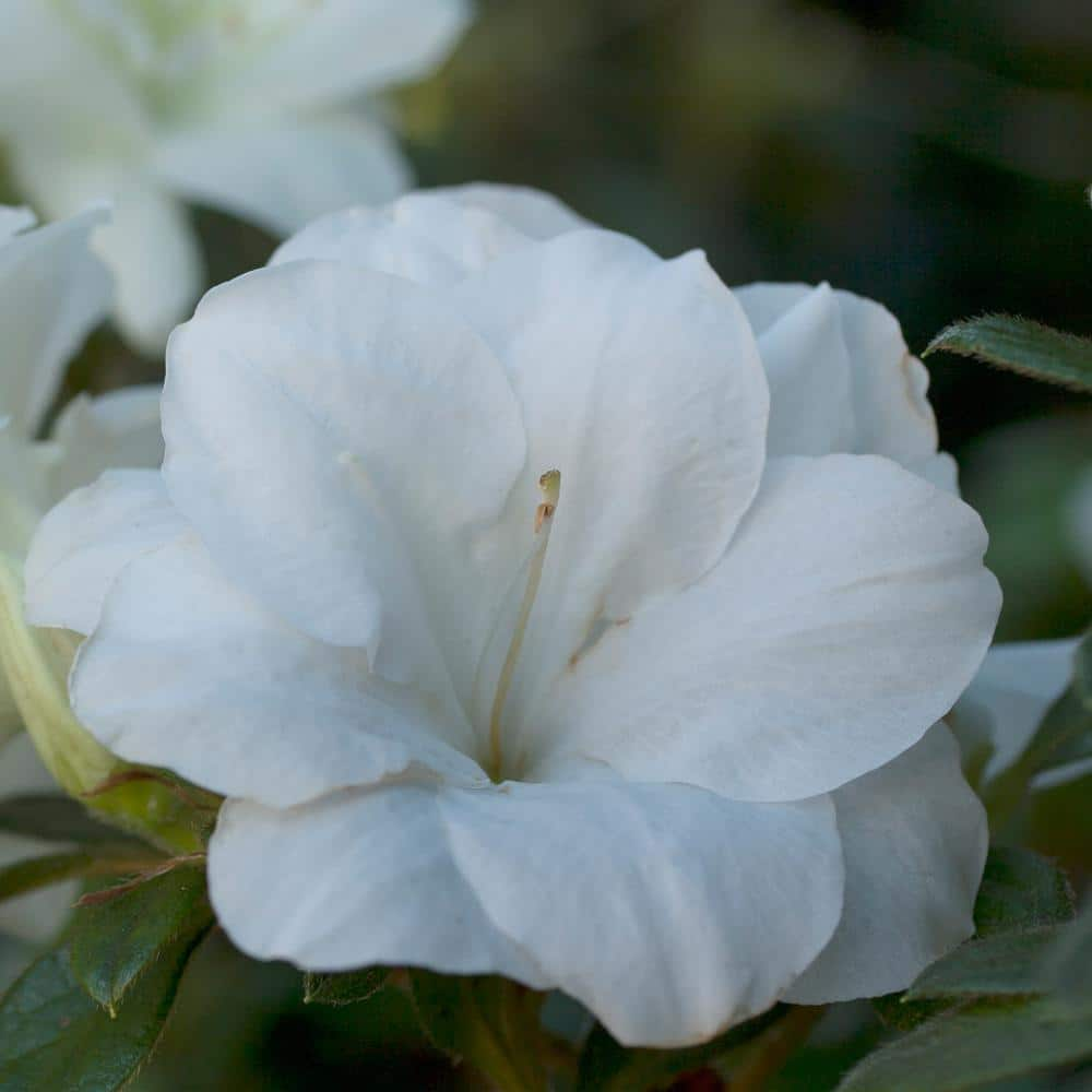 ENCORE AZALEA 2 Gal. Autumn Moonlight Shrub with White Flowers 14796