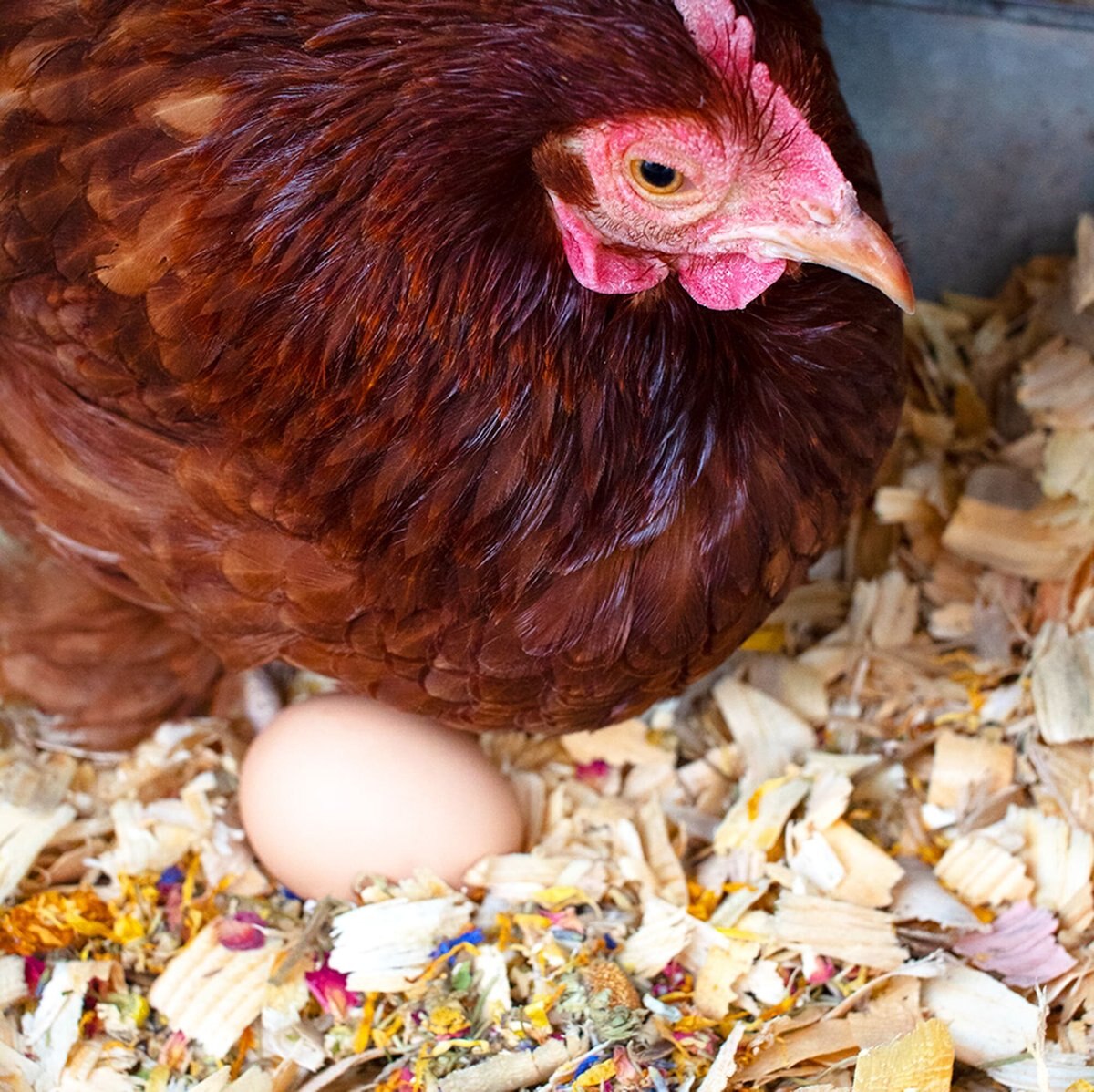 Pampered Chicken Mama Best Eggs Ever Poultry Nesting Box Herbs