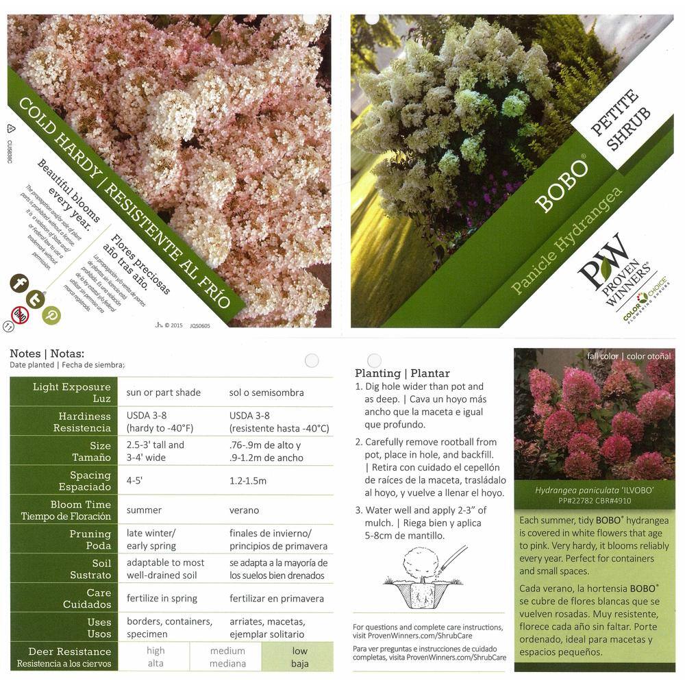 PROVEN WINNERS 4.5 in. Qt. Bobo Hardy Hydrangea (Paniculata) Live Shrub White to Pink Flowers HYDPRC1087800