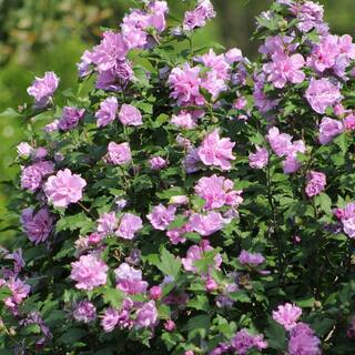 national PLANT NETWORK 2 Gal. Hibiscus Tahiti Tree with Pink Blooms (1-Plant) HD1342