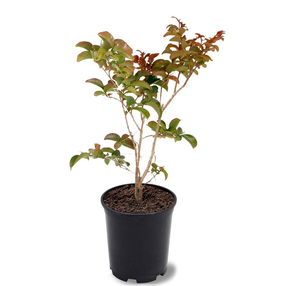 SOUTHERN LIVING 1 Gal. Miss Frances Crape Myrtle Tree CRMMFR01G