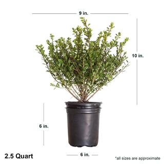 FLOWERWOOD 2.5 Qt. Compacta Japanese Holly(Ilex) Live Evergreen Shrub 3100Q