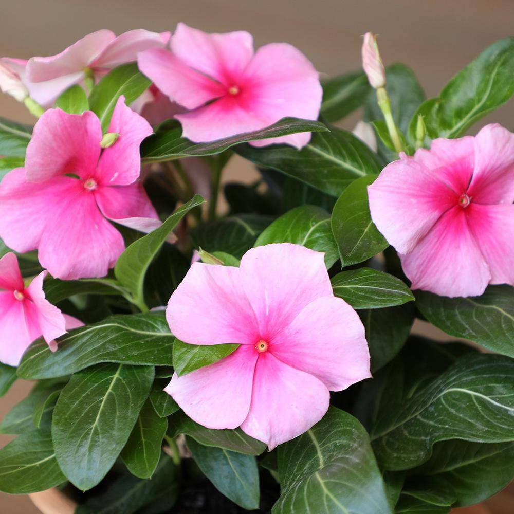 ALTMAN PLANTS 1-Gallon Vinca Plant Pink Flowers (Single) 0881452