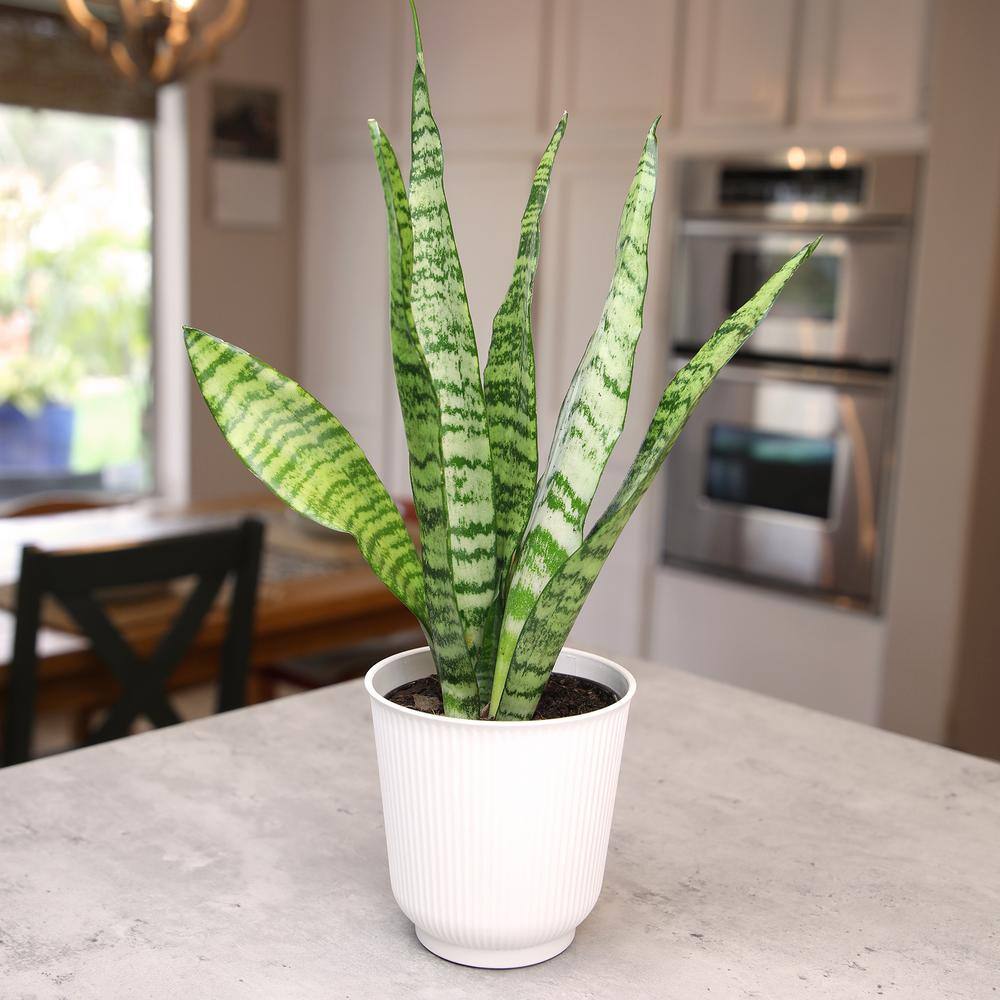 ALTMAN PLANTS Decorative Snake Plant Gift (Sansevieria Zeylanica) Variegated Houseplant in 4.25 in. White Pot 0873205