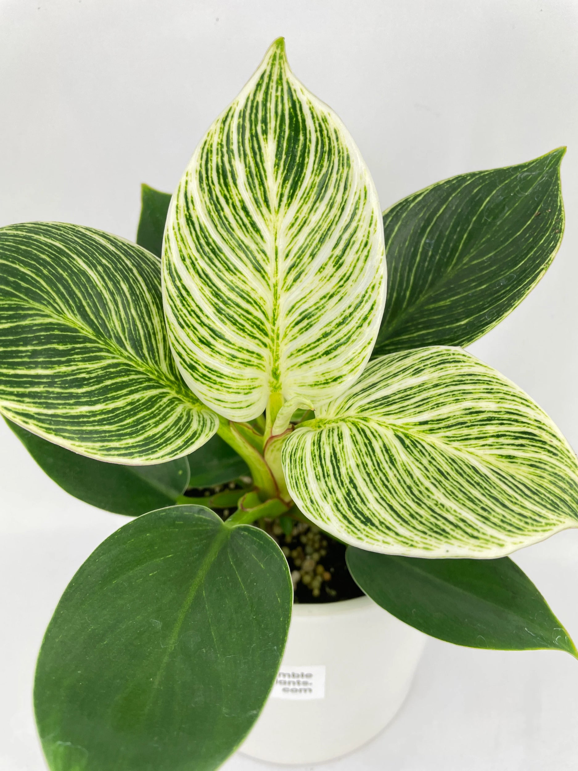 Philodendron Birkin Variegata