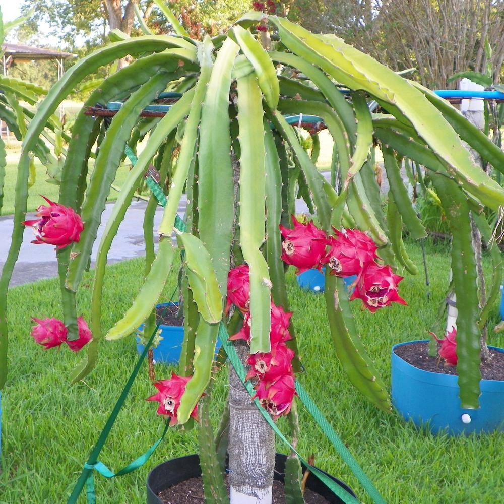 Wekiva Foliage Dragon Fruit Tree - Live Plant in a 6 in. Pot - Hylocereous Undatus - Edible Tropical Fruit Plant from Florida E1-2RBA-G5JJ