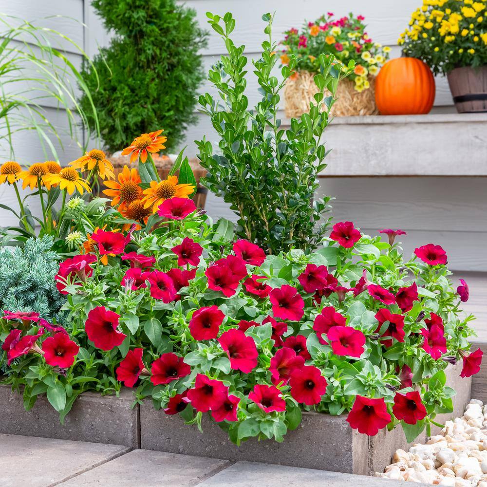 SUPERCAL 1 Qt. Bordeaux SuperCal Petunia Outdoor Annual Plant with Red Flowers (5-Pack) 4770