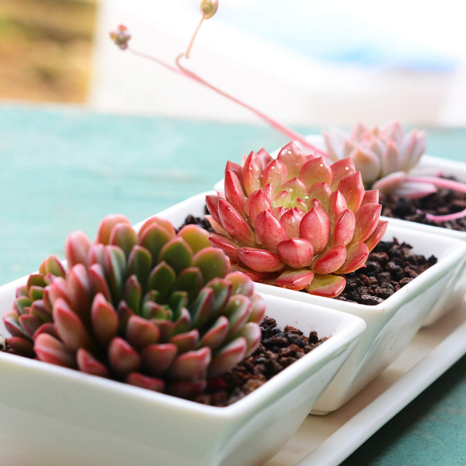 Live Succulent Plants， 5 Assorted Rare Succulents Rooted in 2