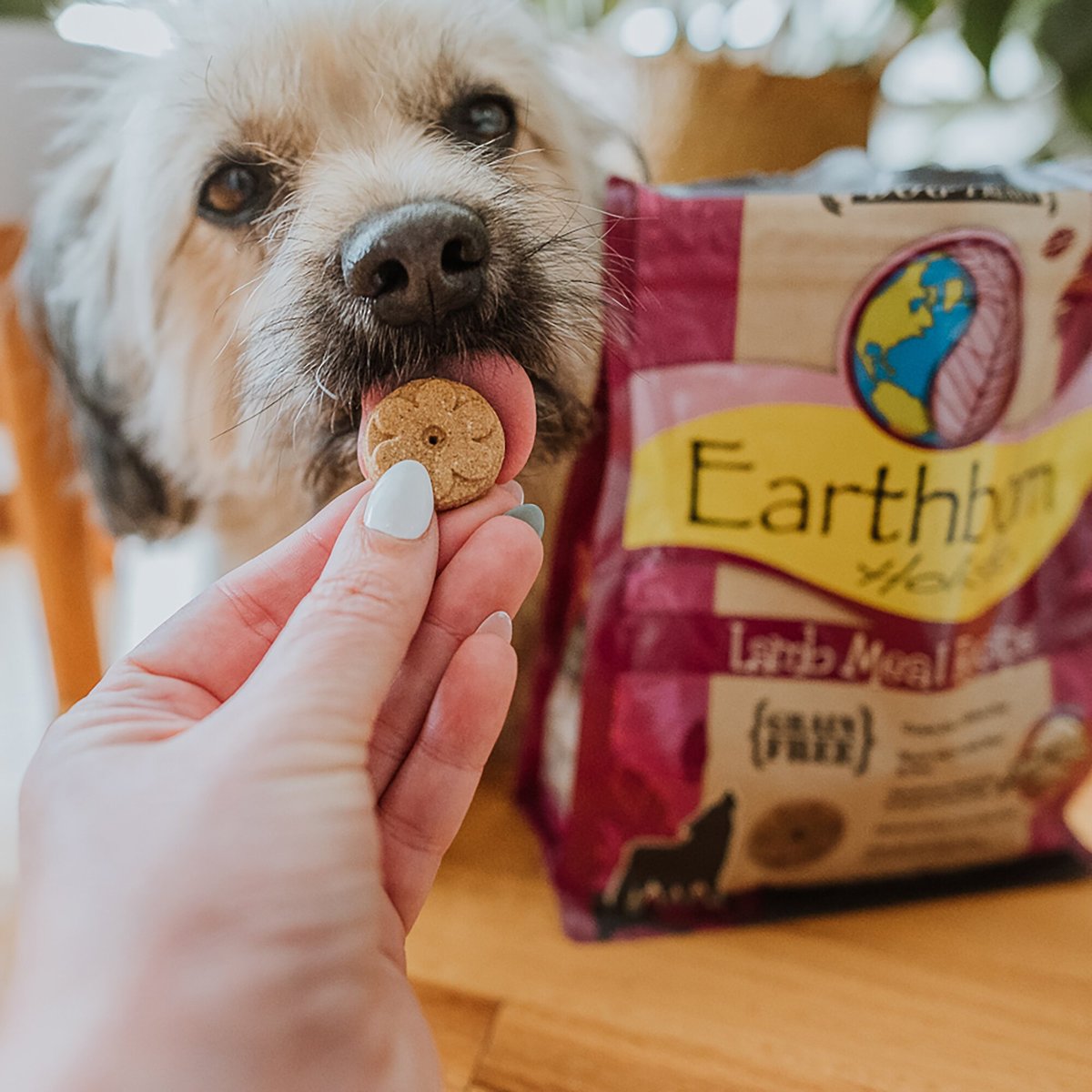 Earthborn Holistic Grain-Free Lamb Meal Recipe Dog Treats