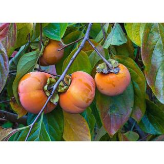 Online Orchards 3 ft. Fuyu Persimmon Tree with Tasting Notes Of Cinnamon and Brown Sugar and No Astringency FTPM001