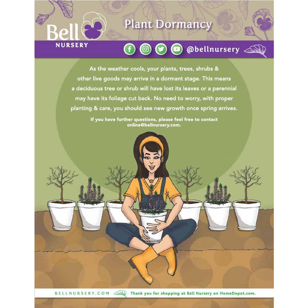 BELL NURSERY 3 Gal. Northern Spire Arborvitae (Thuja Plicata) Live Evergreen Privacy Shrub THUJA3NSP1PK