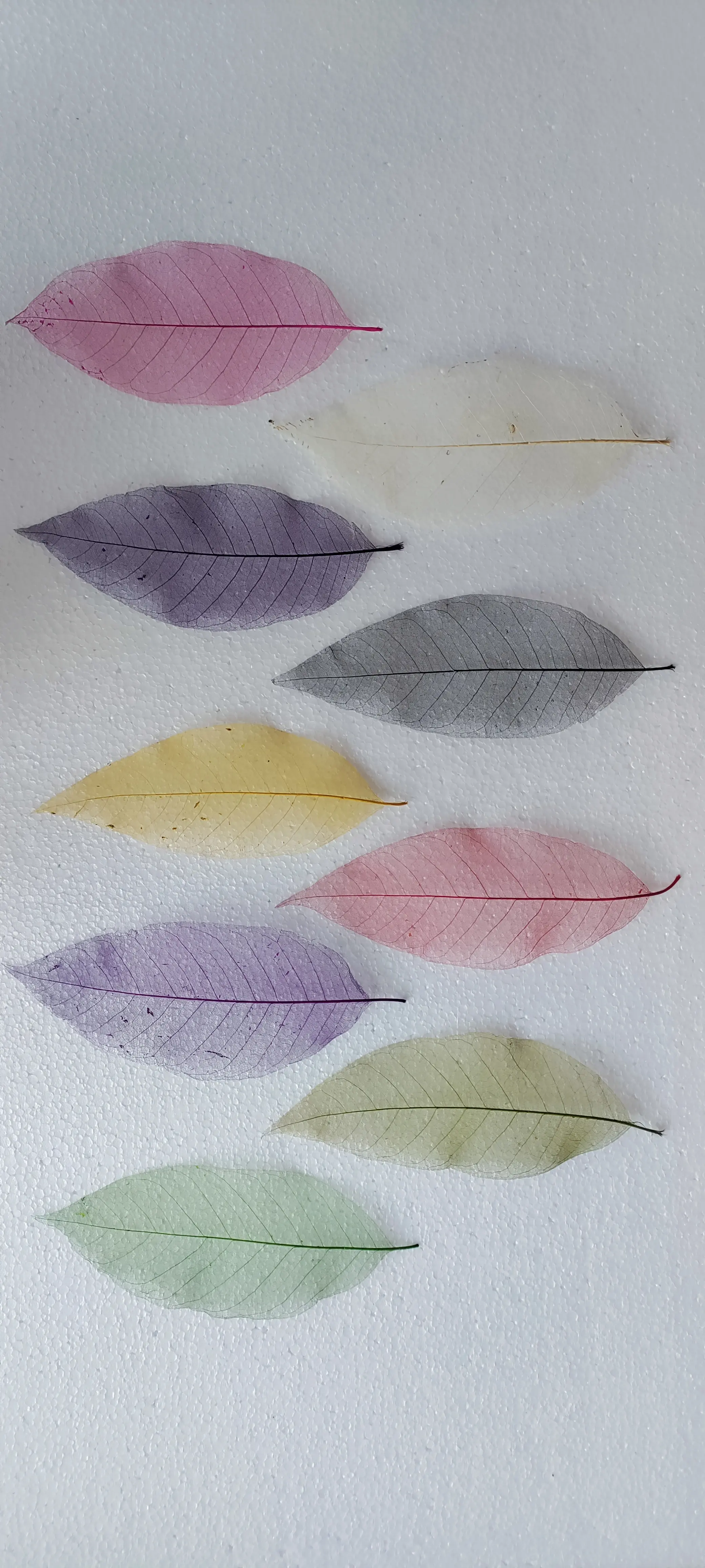 custom made natural skeleton leaves dyed in custom colors ideal for scrapbooking supply stores and suitable for resale