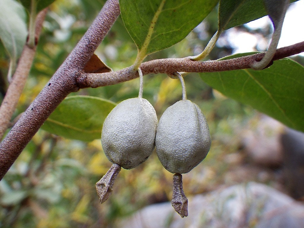 10 AMERICAN SILVERBERRY Elaeagnus Commutata aka Wolf Willow Wolfberry Wild Olive Berry Fruit Shrub Seeds