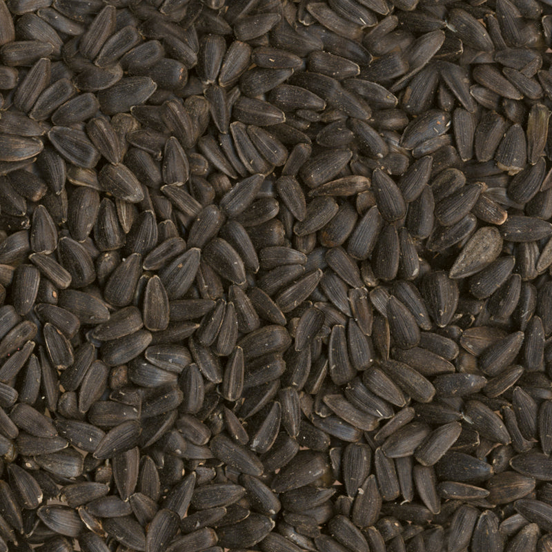 OIL SUNFLOWER BSEED 20LB