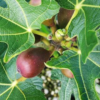 SOUTHERN LIVING 2 Gal. Little Miss Figgy Dwarf Fig Shrub with Deliciously Sweet Spring and Fall Fruits 20482