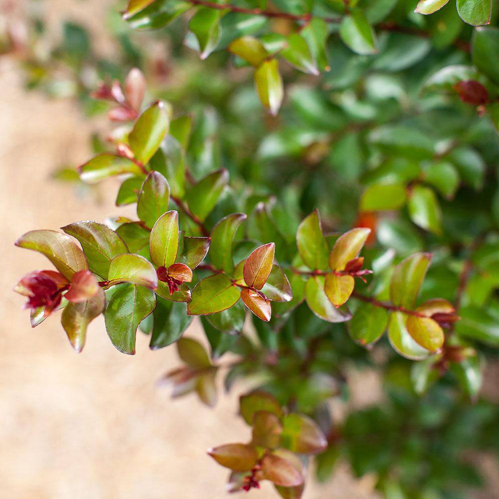 FIRST EDITIONS 3 gal. Ruffled Red Magic Crapemyrtle Flowering Shrub with Red Flowers 14104