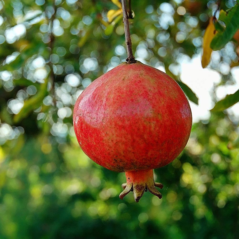 1 Gal. #26 Pomegranate Tree POMRUS01G