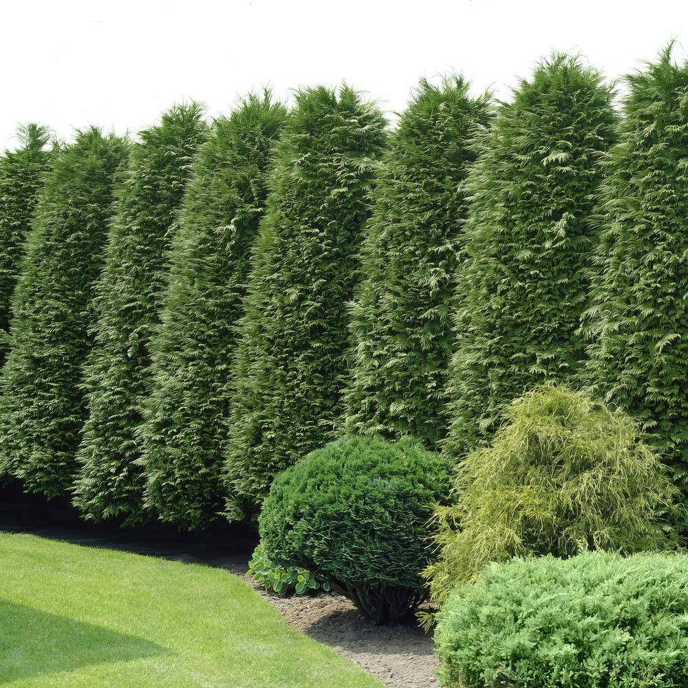 national PLANT NETWORK 2.5 qt. Arborvitae Green Giant Shrub HD7136