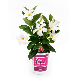Rio 1.25 Qt. (#6) Dipladenia Flowering Annual Shrub with White Blooms 1004124226