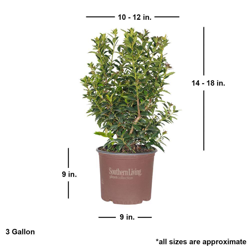 SOUTHERN LIVING 3 Gal. Oakland Holly Tree with Upright Pyramidal Privacy Screen Foliage and Red Winter Berries 30223
