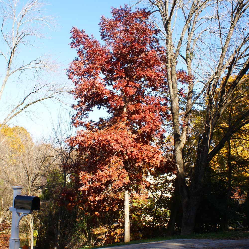 White Oak Tree