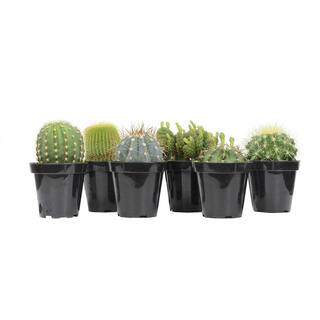 SMART PLANET 9 cm Assorted Cactus Plant Collection (6-Pack) 0883219