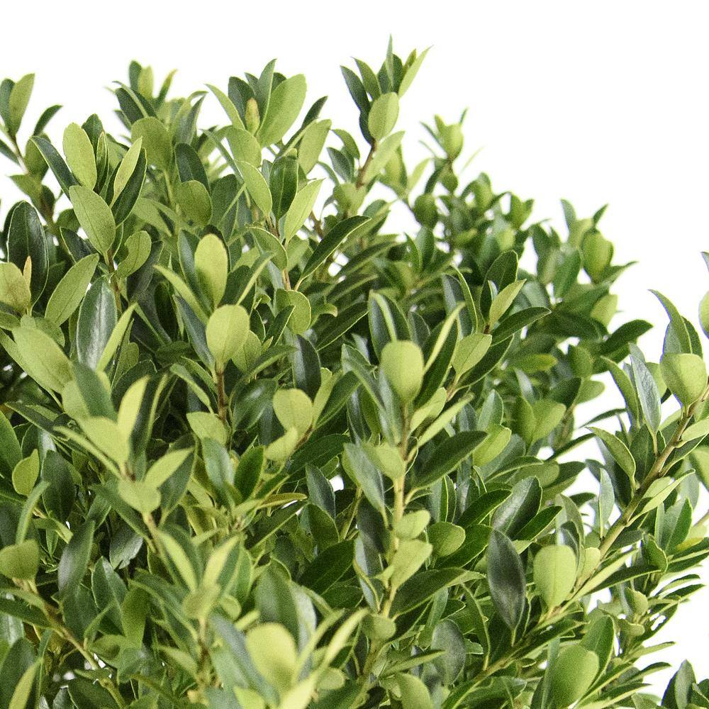 national PLANT NETWORK 2.25 Gal. Hoogendorn Holly Plant HD7498