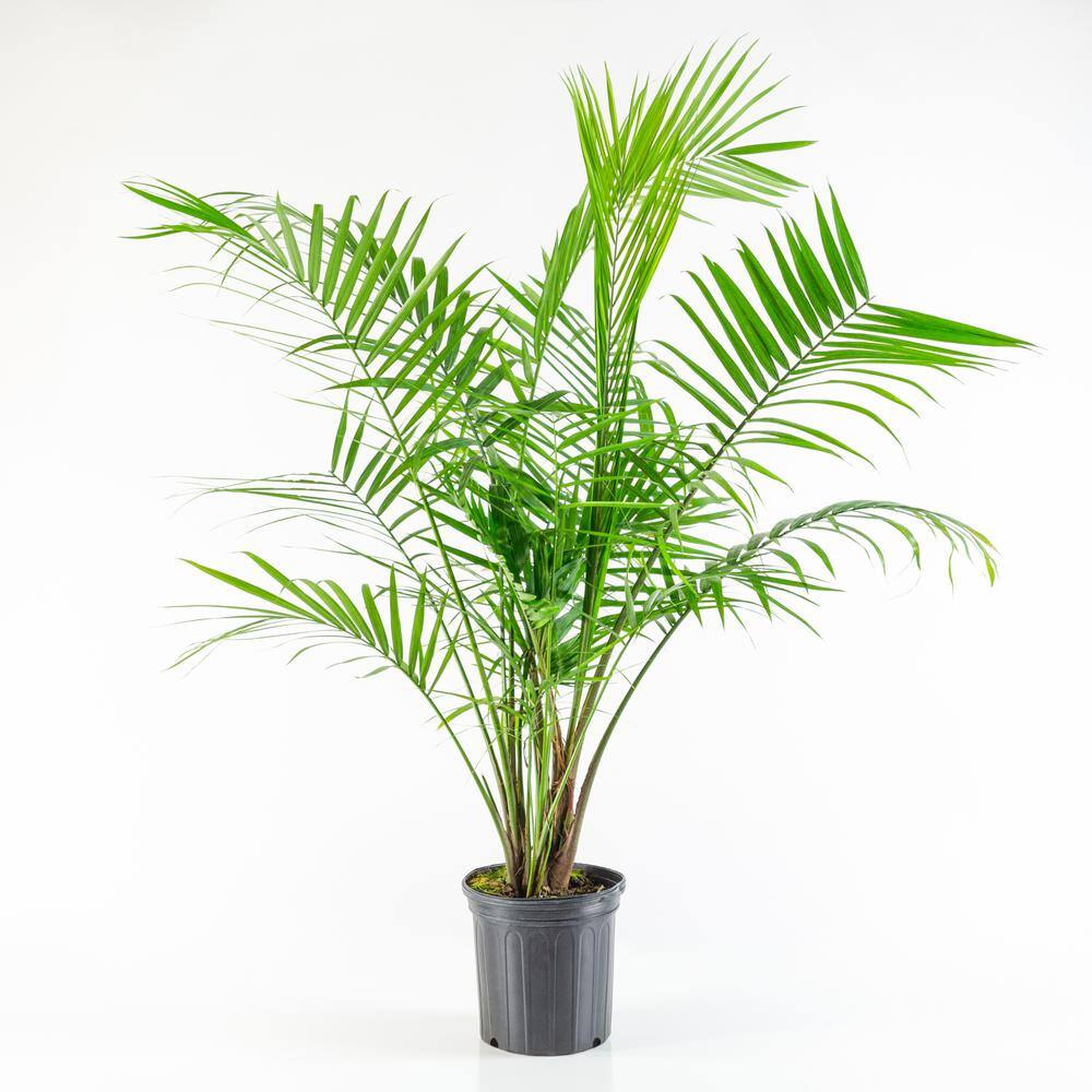 national PLANT NETWORK 2.5 Qt. Majesty Palm Ravenea Plant in Grower Pot HD7218